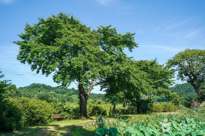 예천_예천권씨 병암정 및 별묘 (2)