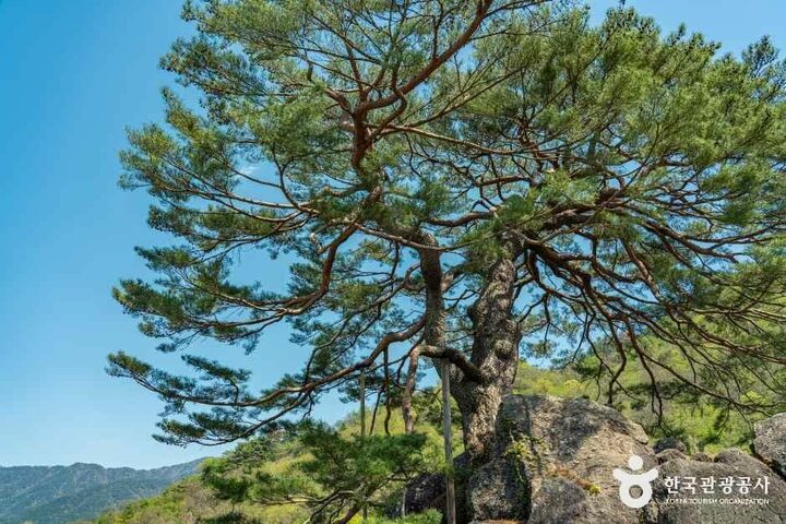 하동_하동 축지리 문암송(악양문암송) (3).jpg