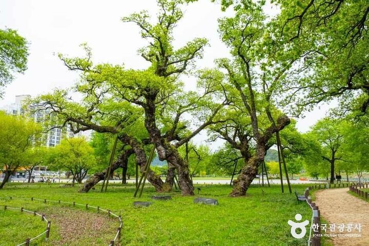 경북_성주_성주 경산리 성밖숲_외부_4.jpg