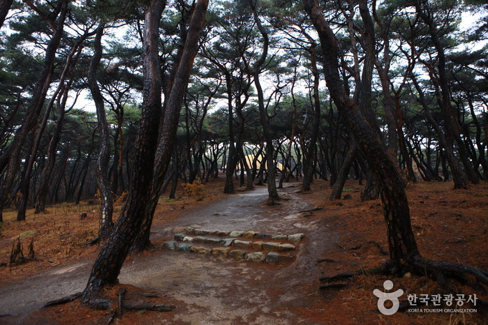 선덕여왕릉_08