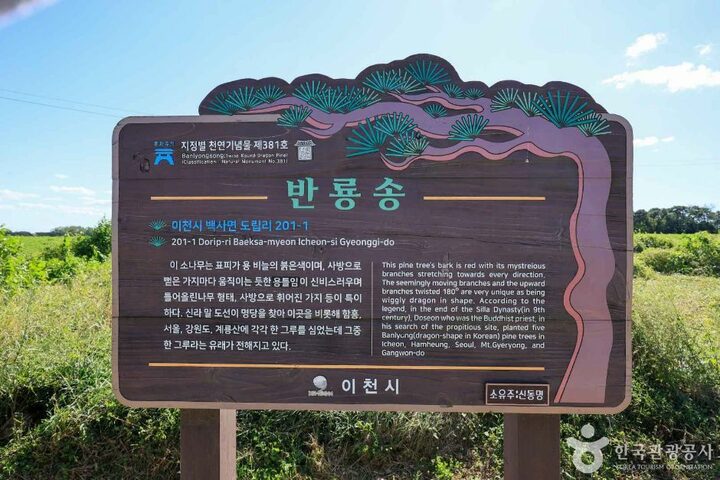 경기_이천_이천 도립리 반룡송 (7)