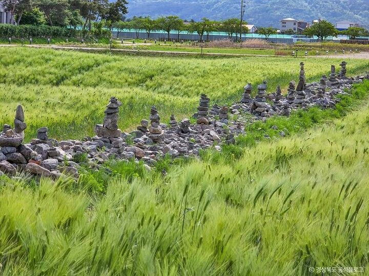 경주_경주 황룡사지 (3)