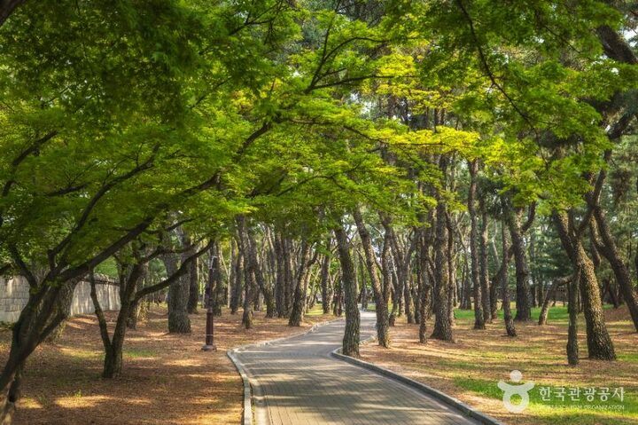 경주 대릉원 일원 (14)