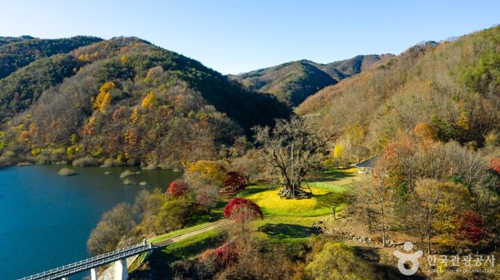 안동 용계리 은행나무 (6)
