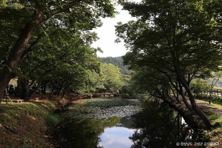 고성_장산숲 (6)