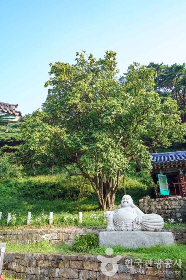 창원_인곡리모과나무 (2)
