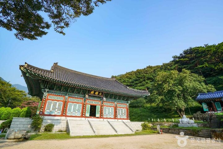창원_인곡리모과나무 (3)