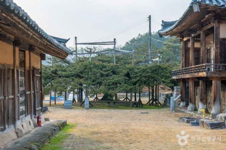 안동_안동 주하리 뚝향나무 (7)