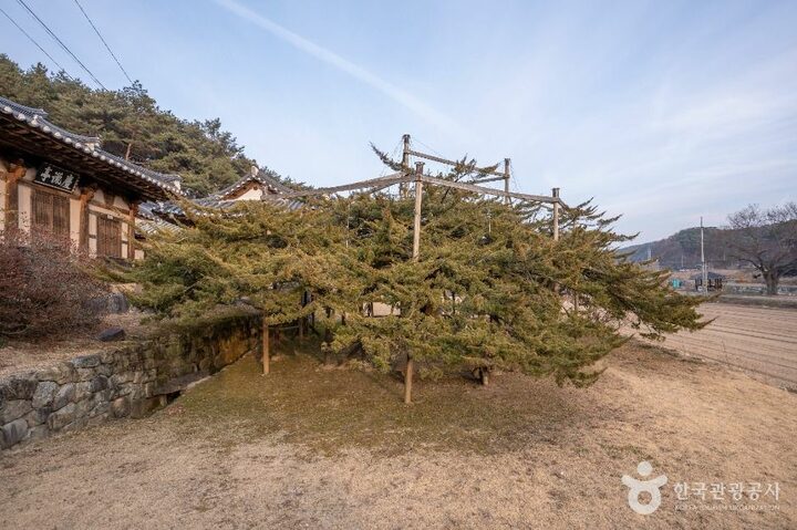 안동_안동 주하리 뚝향나무 (1)
