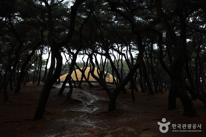 선덕여왕릉_11