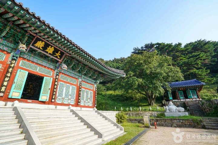 창원_인곡리모과나무 (6)