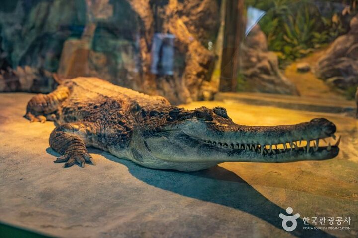 부산_부산해양자연사박물관 (11)