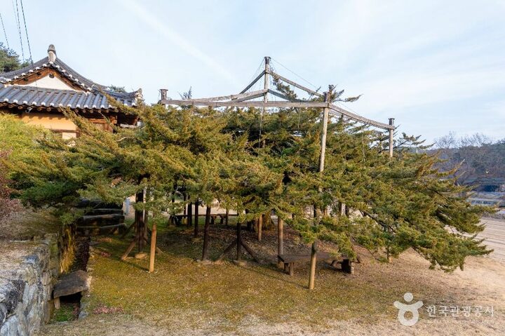 안동_안동 주하리 뚝향나무 (2)