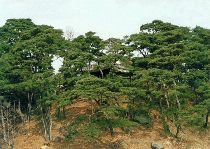 동백정원경