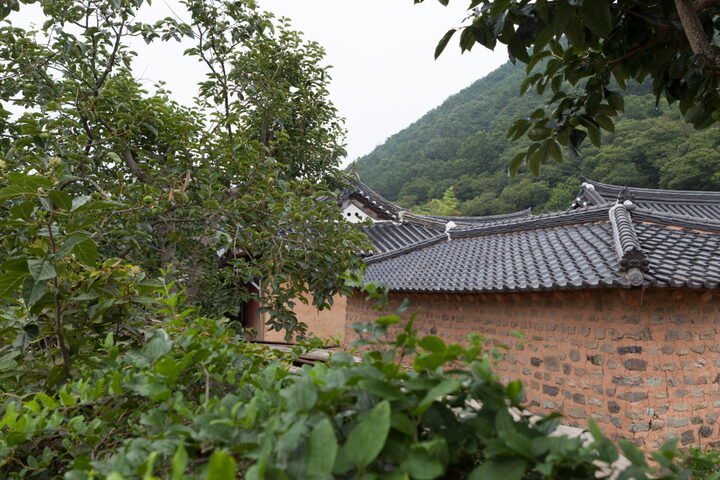 고성 박진사 고가_지붕 및 나무 (촬영년도 : 2015년)