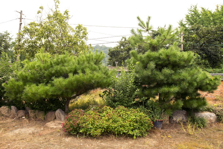 문경녹문리고병숙가옥_정원 (촬영년도 : 2015년)