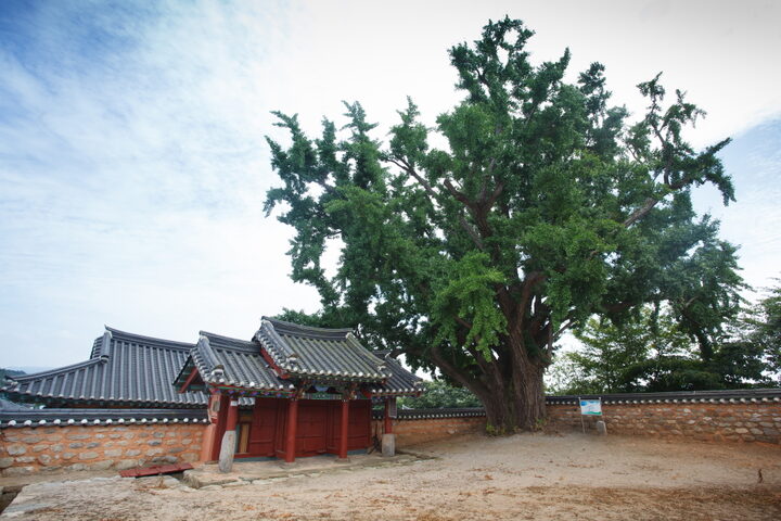 무장향교대성전_내삼문과 은행나무 전경 (촬영년도 : 2015년)