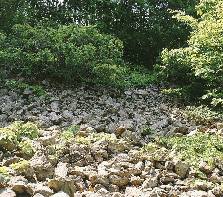 근경
