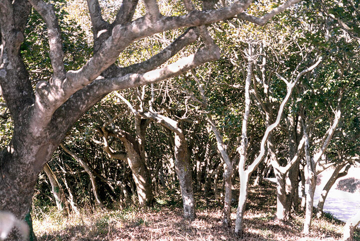 동백림근경(군락상태)