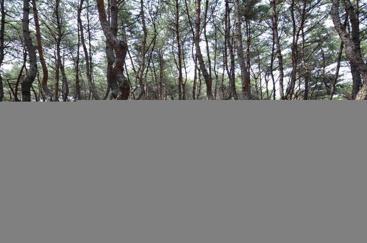 경주 경덕왕릉 진입로 (고도보존육성과, 2017)