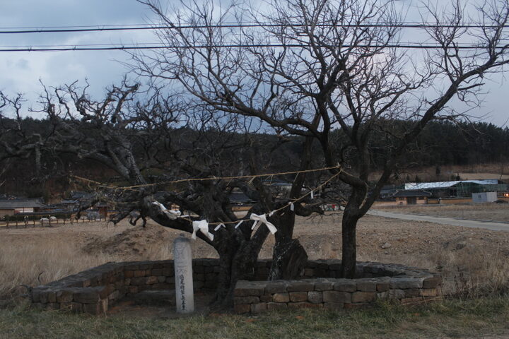 당산나무