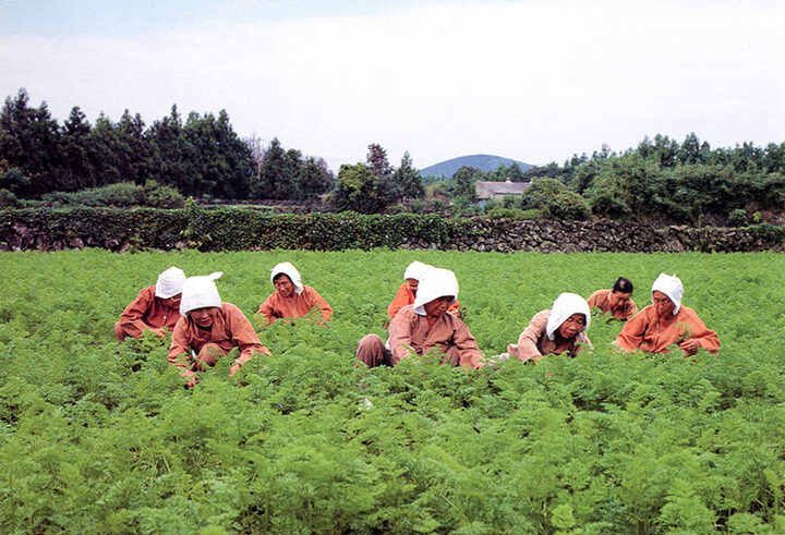 밭매며부르는(김매는노래)