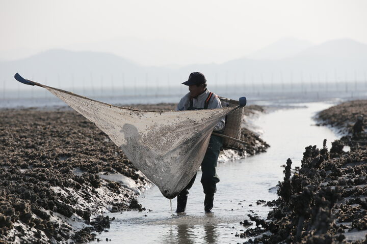 전라남도 고흥 득량만의 밀대그물로 젓새우(김장새우)를 잡는 모습(국가유산청)