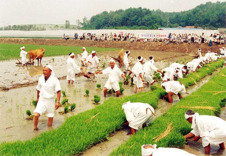 모찌는단계모습(모찌는소리)