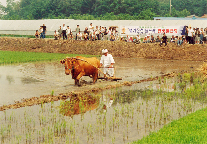 모내는단계모습(모내는소리)