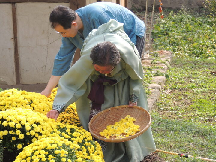 국화주 작업사진
