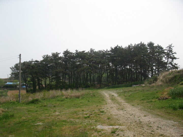 영광 성산리 지석묘군(전경)20120510유성원