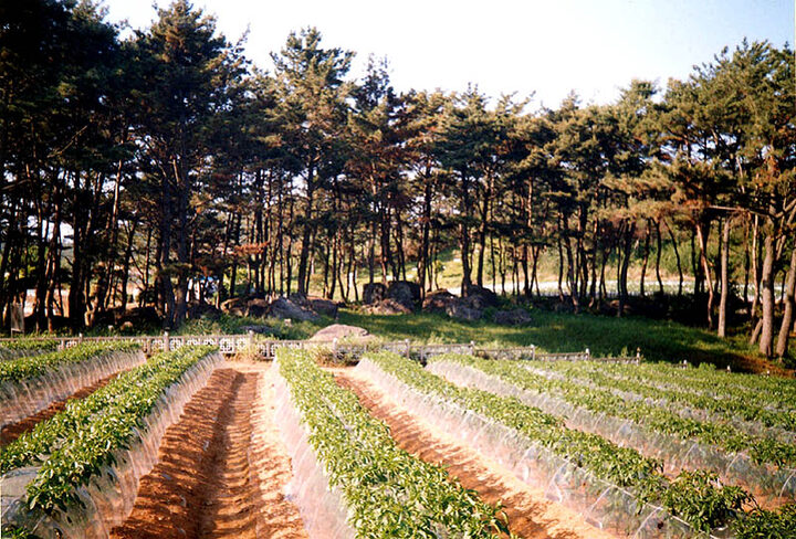 영광성산리지석묘군