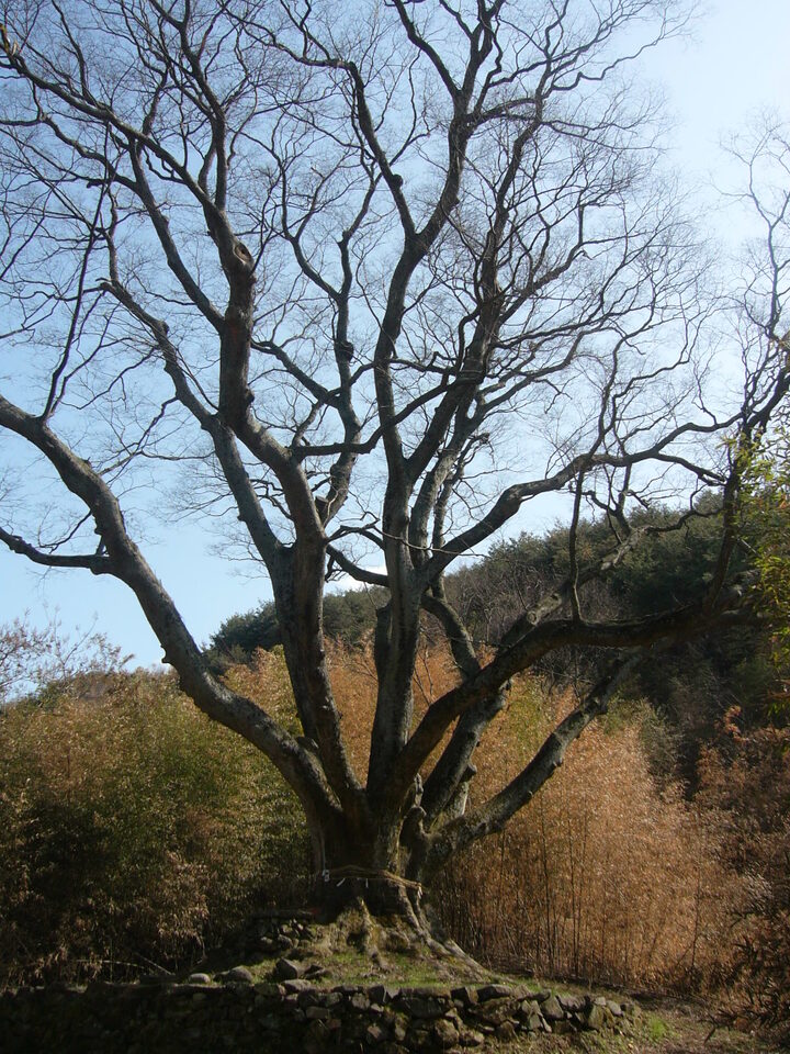 경상리느티나무