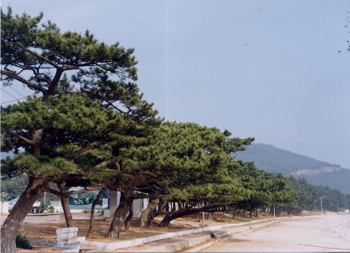해남송호리해송림