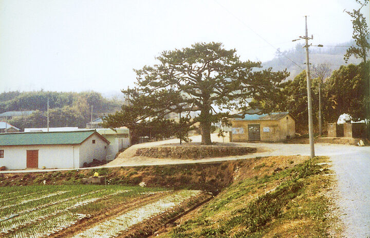 무안석용리곰솔