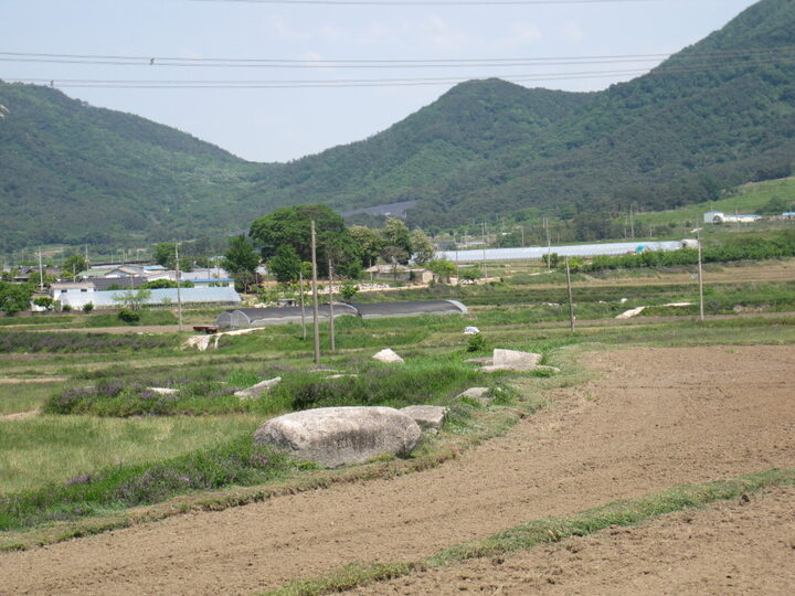 영광 대마 성산리 지석묘군(상세) (유성원)