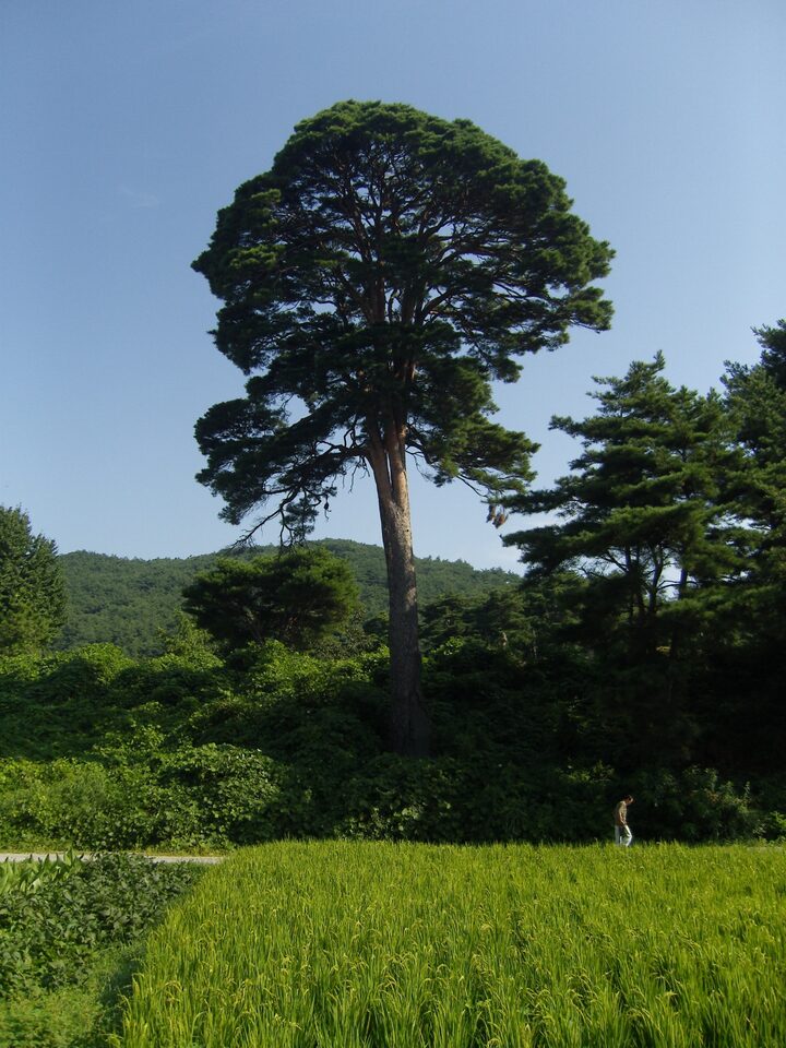전경