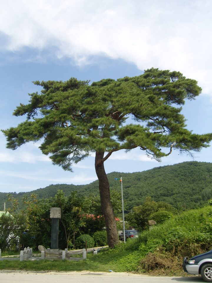매산리소나무-2