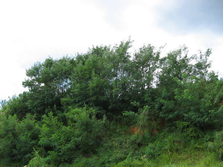 김해구산동백운대고분 근경(2)