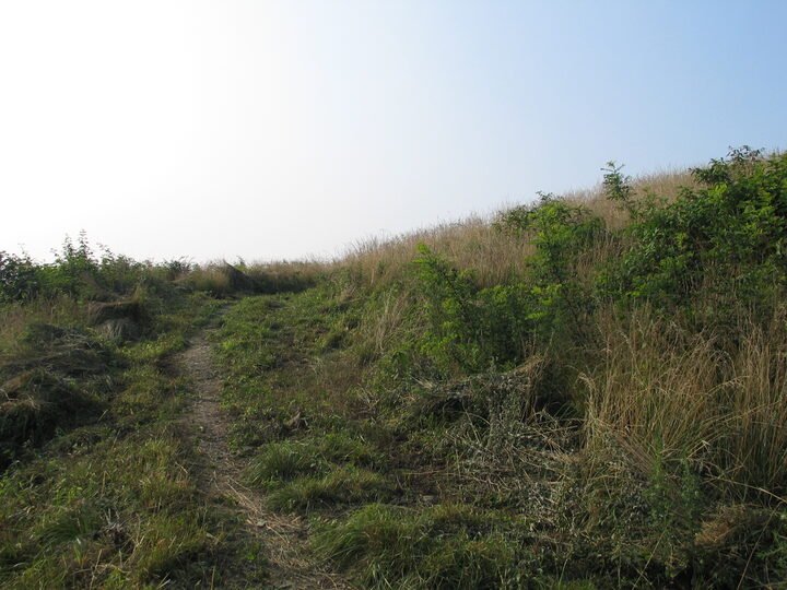 전초팔성