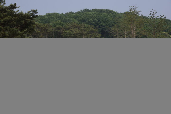 월성박씨 종중 묘역