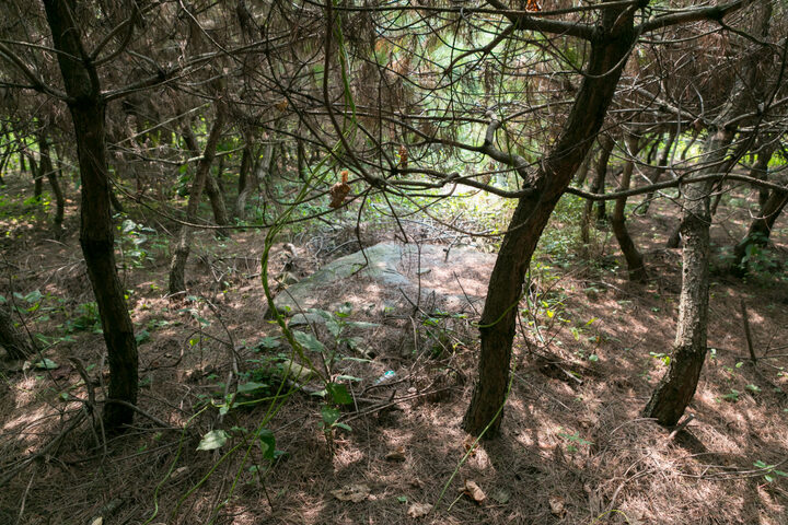 고성 오방리 지석묘_전경2 (촬영년도 : 2015년)