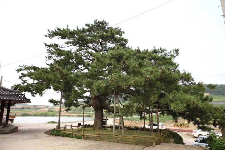 무안석용리곰솔_1 (촬영년도 : 2015년)