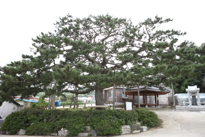 무안석용리곰솔_3 (촬영년도 : 2015년)