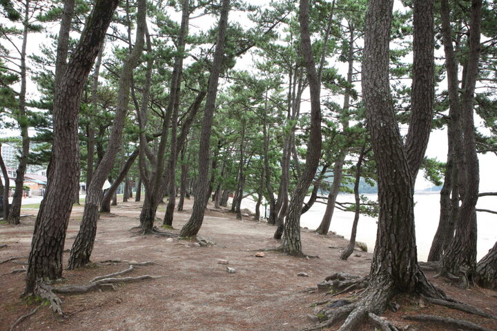 해남송호리해송림_4 (촬영년도 : 2015년)