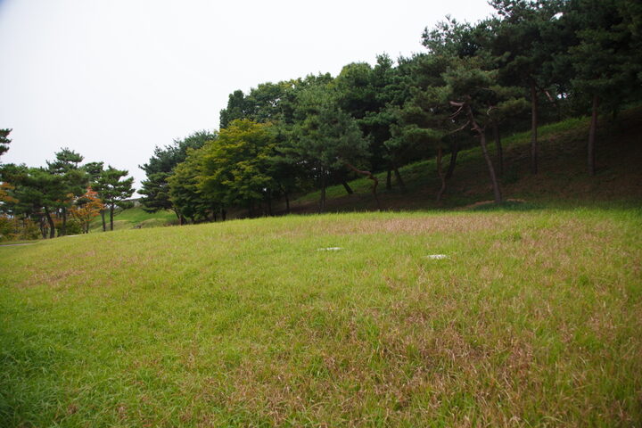 동남리전천왕사지_전경과 소나무 (촬영년도 : 2015년)