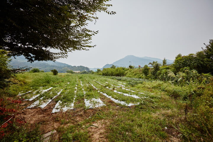 충주 조동리 유적