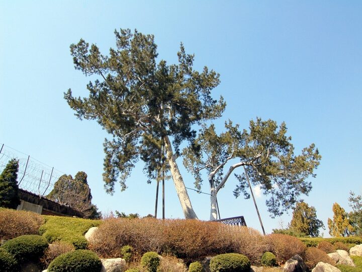 서울재동백송