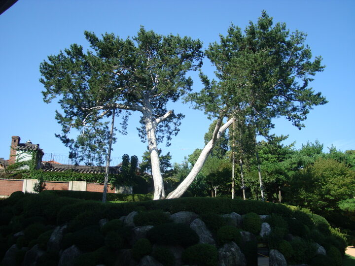 서울 재동 백송