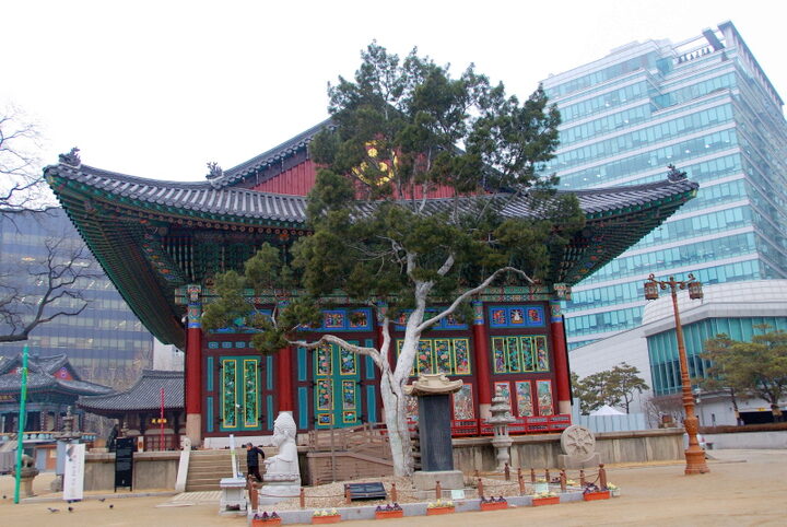 서울 조계사 백송